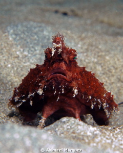 Batfish, Inon UCL-100M67 Close Up Lens +10 Diopter. by Abimael Márquez 